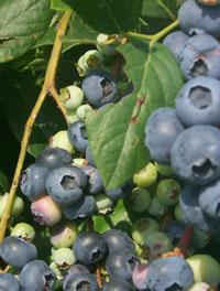 Locally grown highbush blueberries and blackberries are available across the state offering consumers a tasty and healthy treat. Interest in producing small fruits is growing in the state.