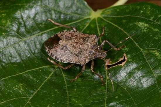 Brown marmorated stink bug 
