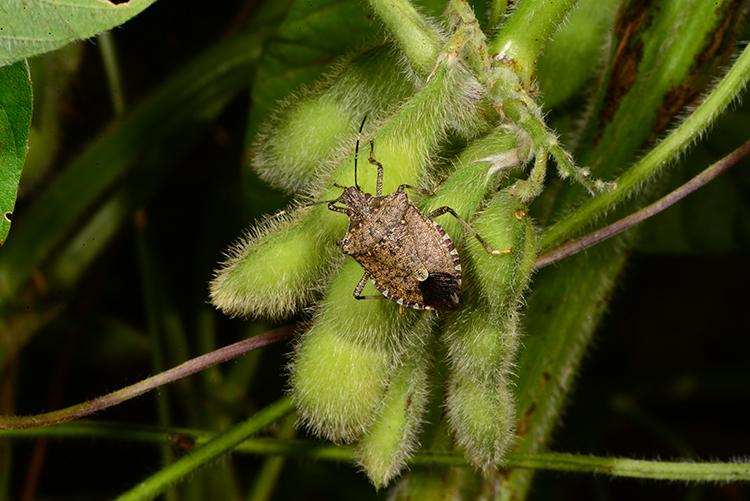 A brown marmorated stinkbug on soybeans. Photo by Ric Bessin, UK extension entomologist.