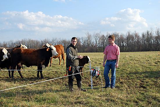 Greg Reynolds, left, and Jacob Reynolds install temporary fencing on a paddock. 