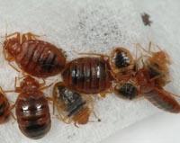 bed bugs