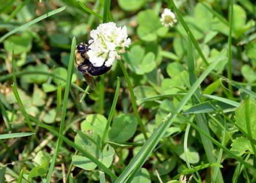 A bumble bee on white clover