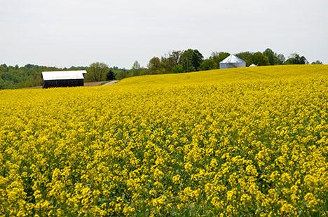 A canola field bursts with color in Austin. 