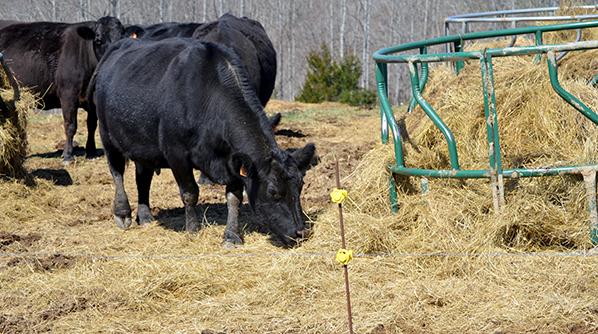 Fred Thomas fed his cattle this winter using bale grazing. 