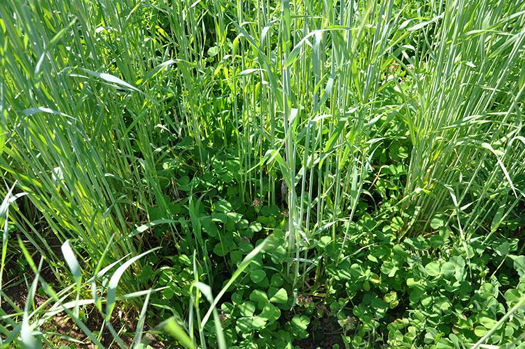 One of the experiments will examine nutrient dynamics of a mixture of cover crops cereal rye and crimson clover prior to corn. Photo by Erin Haramoto, UK weed scientist. 