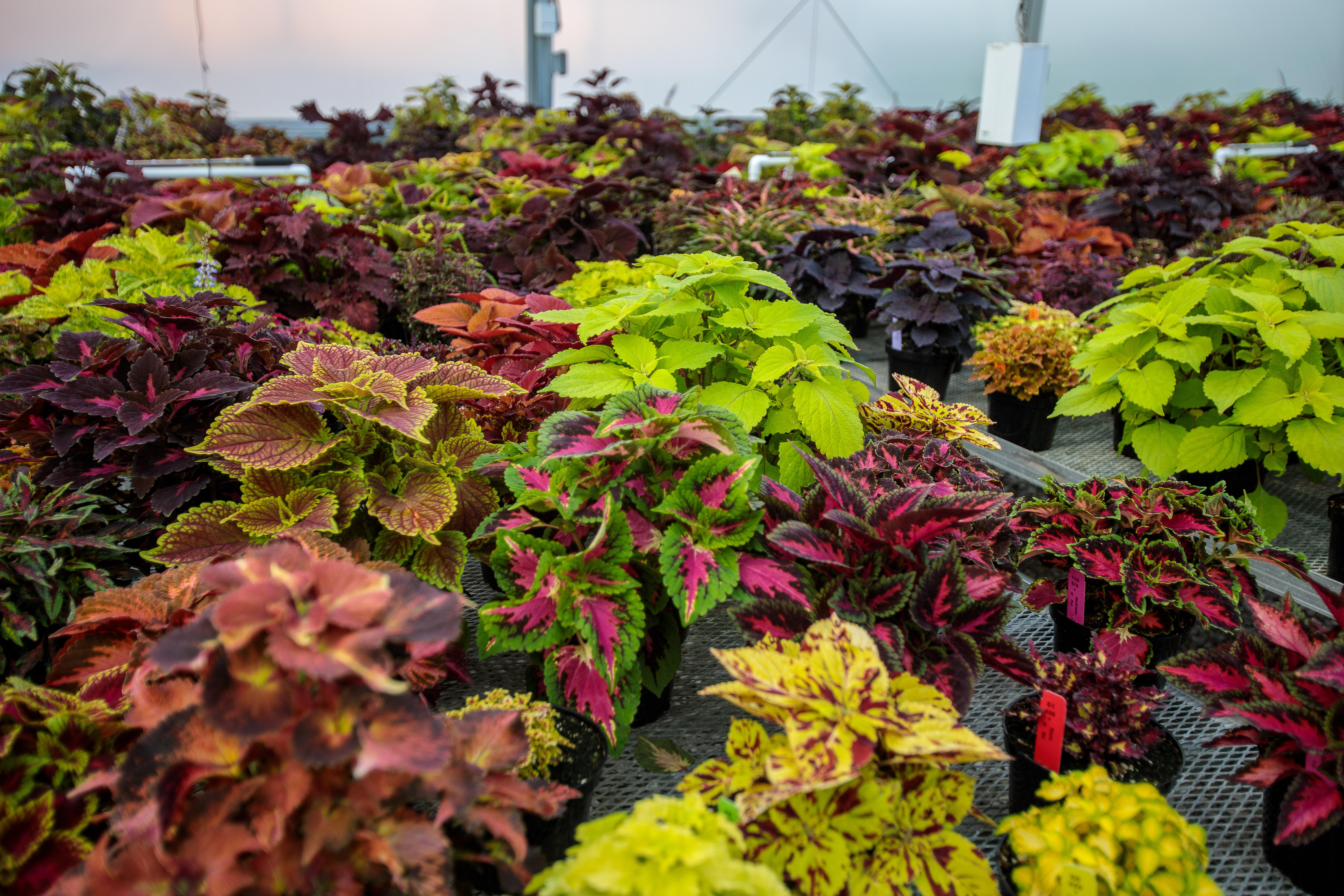 Coleus plants, a common ornamental plant, are lined up in a green house on UK College of Agriculture, Food and Environment South Farm.