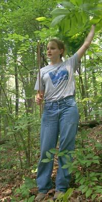 Lauren Collier, Lafayette High School senior, determines which tree she will measure at the Kentucky Forest Leadership Program's summer camp.