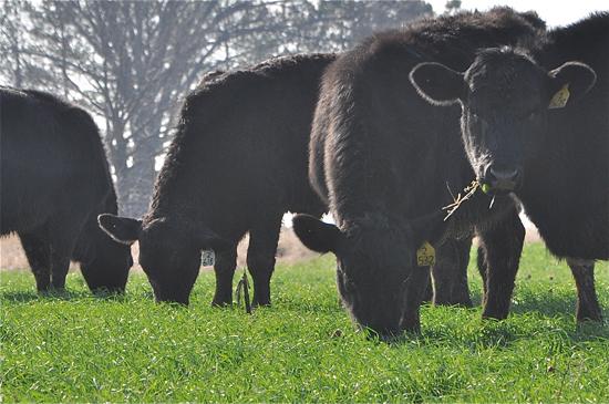 A study conducted by Roy Burris and Edwin Ritchey is looking at the effects of grazing cattle on wheat in the winter. 