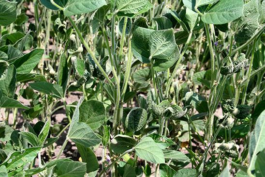 Cupped soybean leaves are a sign of exposure to a synthetic auxin herbicide like dicamba.
