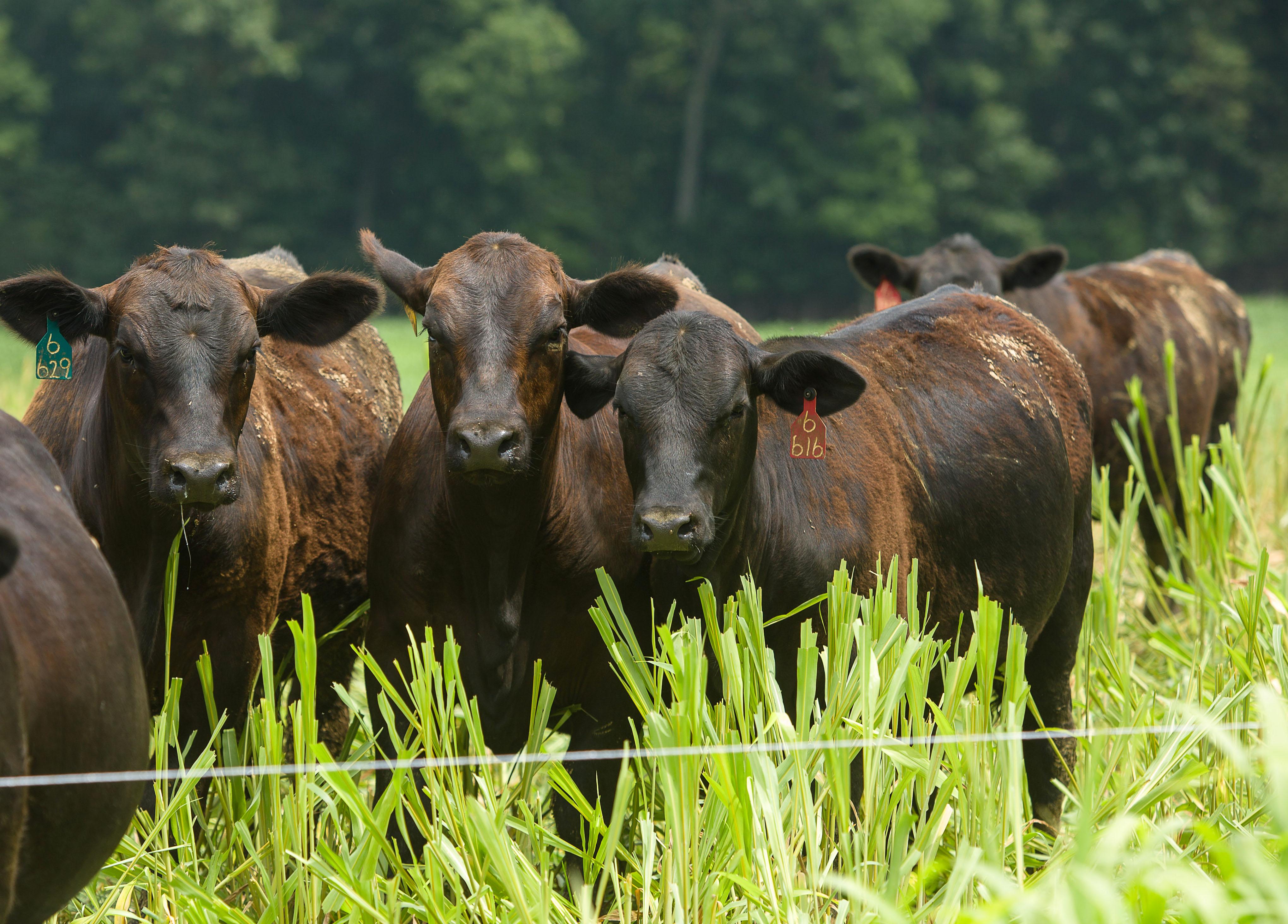 black cows, green grass, Kentucky, pasture, cows, cattle