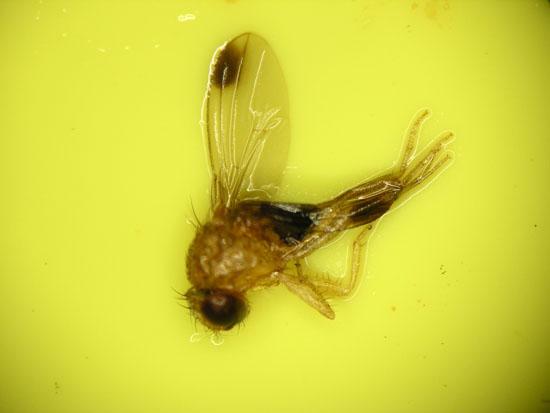 A male spotted wing Drosophila 