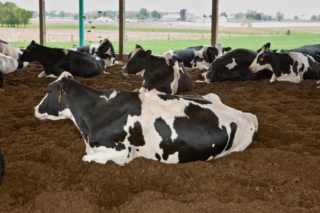 Comfy cows in a similar facility - Bowling Green, Ky.