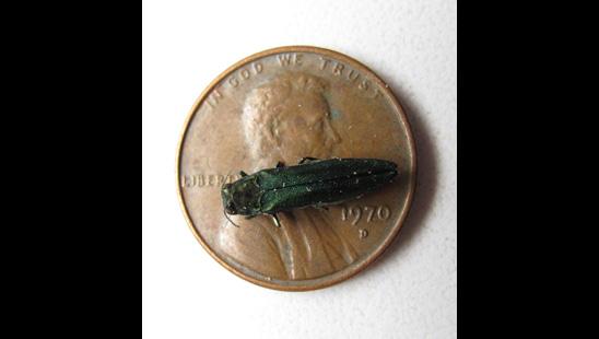 The emerald ash borer larvae bore into ash trees and destroy the tissues that transport water and nutrients to the tree. 