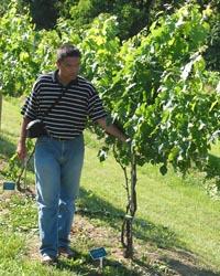 Kaan Kurtural walks through the vineyard at Eden Shale Farm in Owen County.