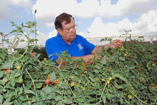 Glen Roberts, Wayne County agriculture extension agent, harvests grape tomatoes in the garden at Wayne County High School. 