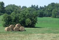 field with hay bales