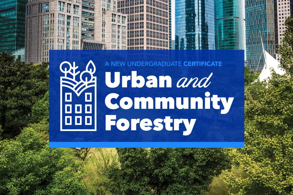 The Urban and Community Forestry Certificate allows students to critically examine the role of trees and greenspaces in the sustainability and health of the built environment. 