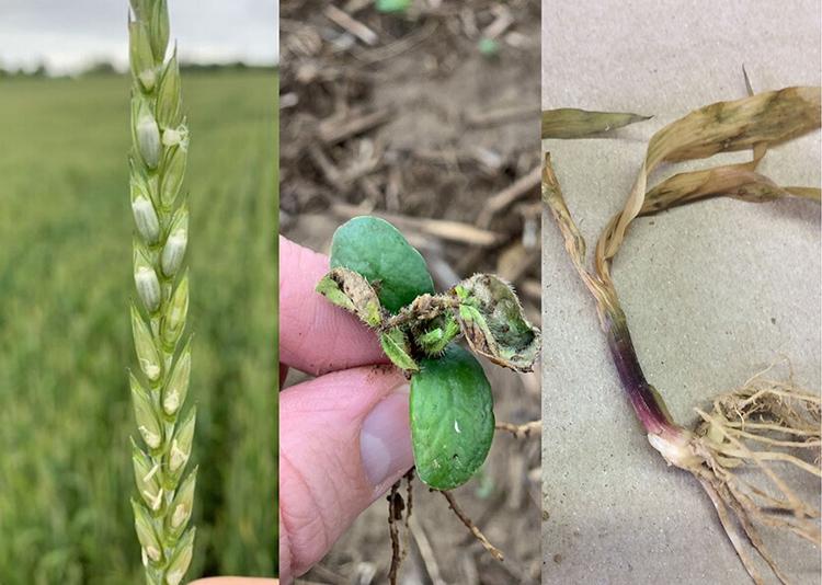 Freeze damage to wheat, soybeans and corn. Wheat and soybean photos by Chad Lee, UK grain crops specialists. Corn photo submitted by Pulaski County farmer.