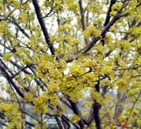 Cornus mas