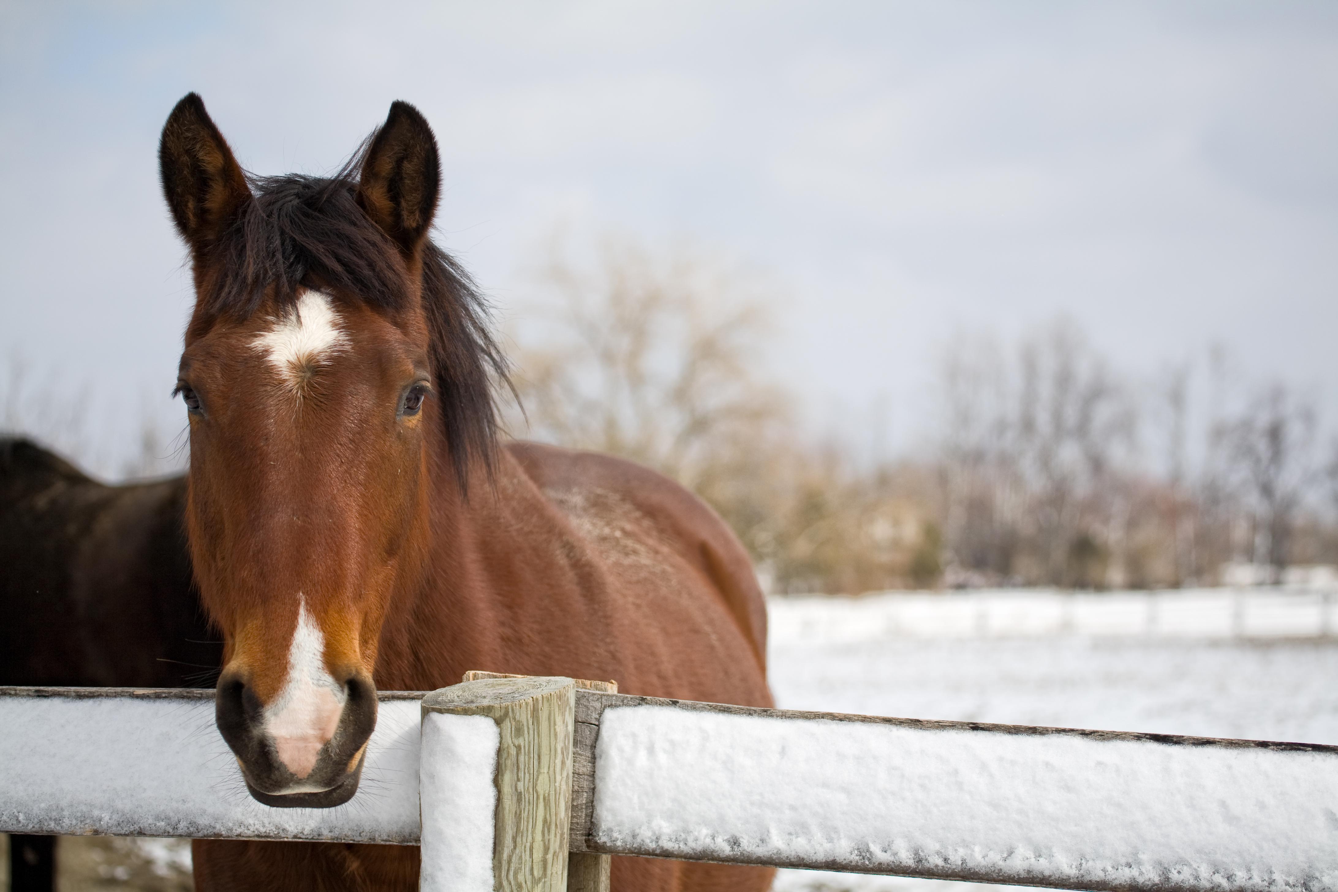 Horse, winter, snow, fence
