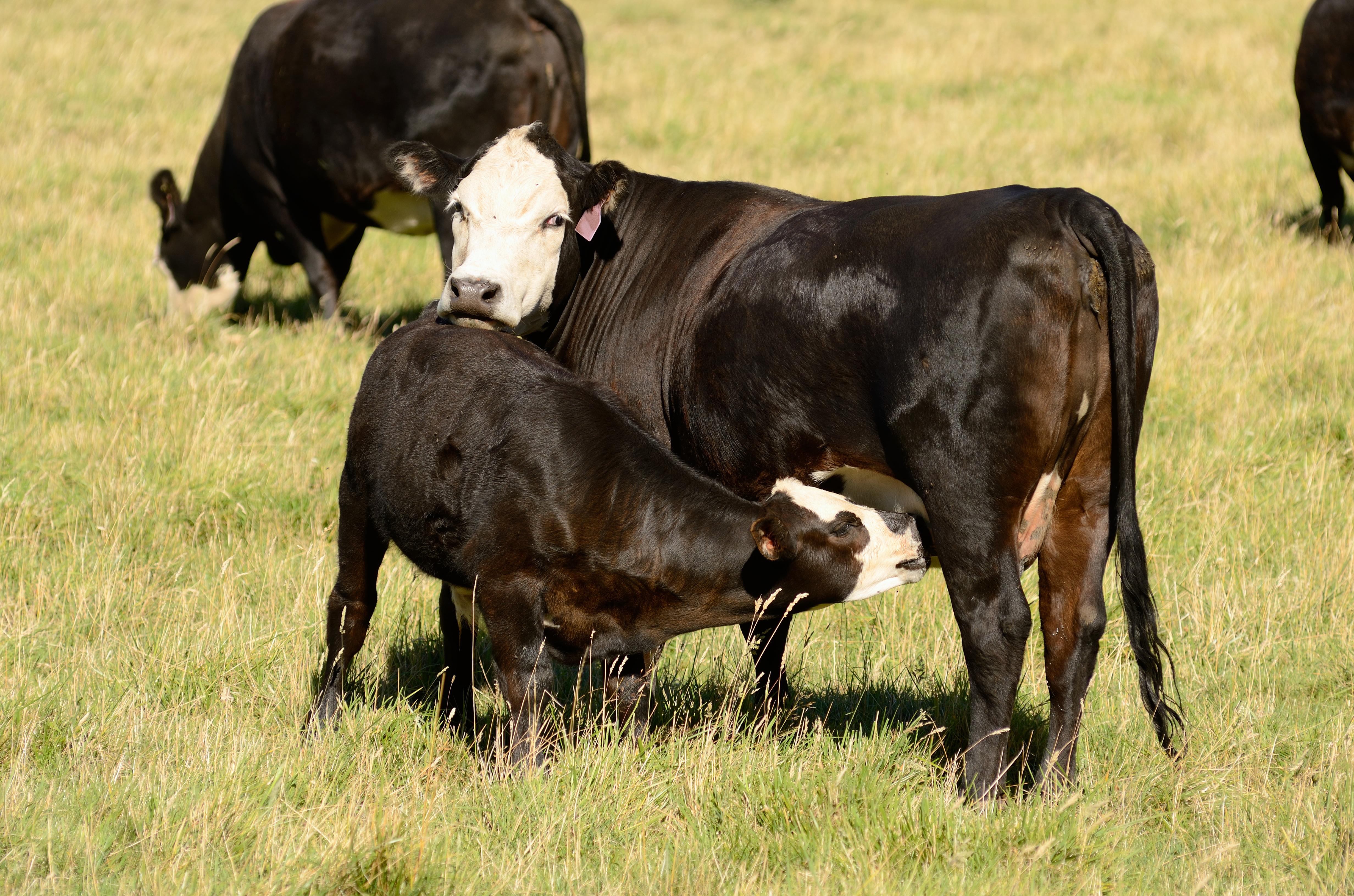 A cow nurses her calf. Kentucky is home to more than 1 million beef cows. Photo: Getty Images