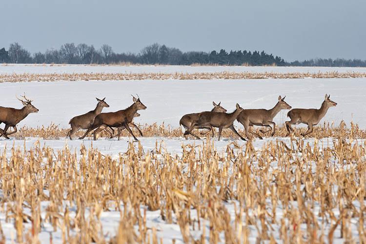 Deer running across a farm field