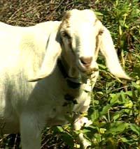 Kentucky has the land, forages, and water supplies required for raising goats.