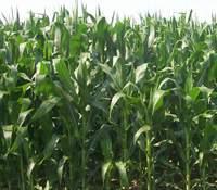 Weather has played a role in corn showing uneven growth in fields this year.