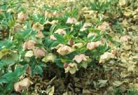 Hellebores bloom Hellebores bloom