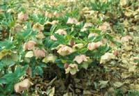 Hellebores bloom