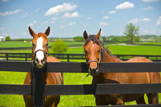 Horses, black fence, blue sky and green pasture