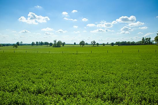 A field of alfalfa in Scott County 