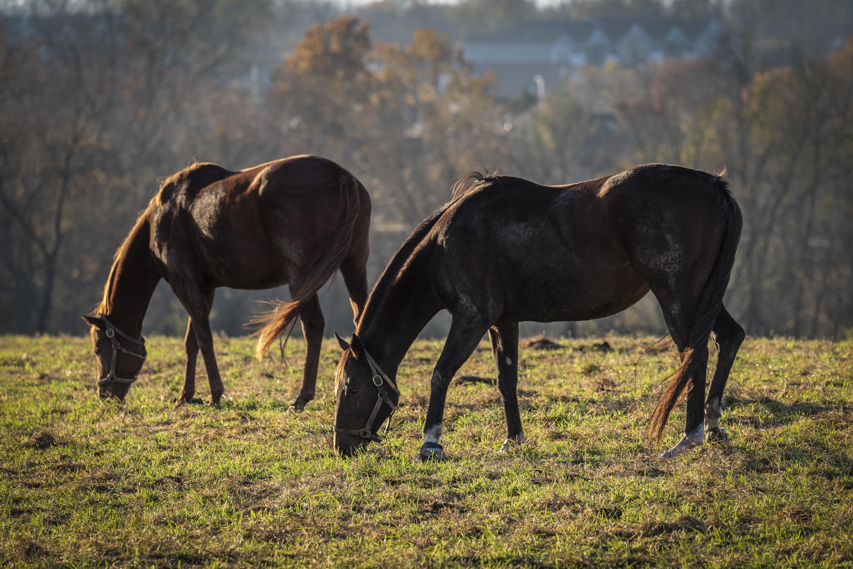 Mares grazing on fall pasture. Photo by Jimmy Henning, UK forage extension specialist.