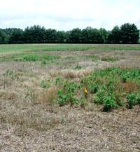 Marestail in this field was found to be resistant to a popular herbicide.