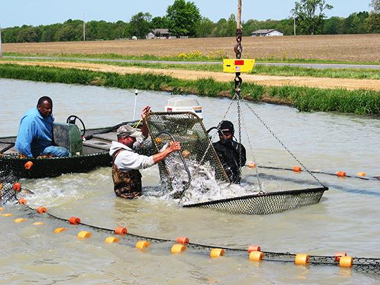 A seining crew loads out live channel catfish in Calloway County. 