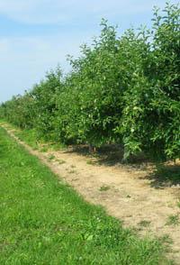 The orchard plots pictured above were treated with residual herbicides while the plots pictured below were not.