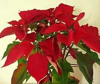 Poinsetta Poinsetta
