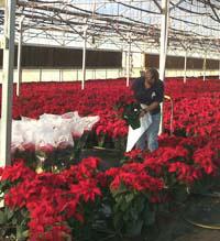 A worker repairs poinsettias to be shipped.