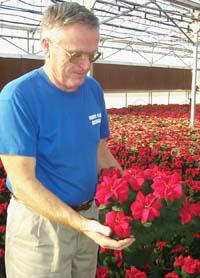 Winter Rose is one variety available from Country Place.