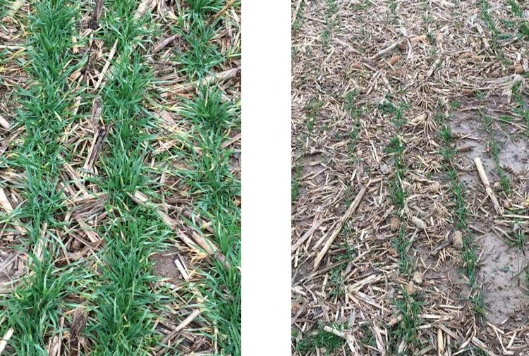Wheat stands planted in early October, left, have much more growth than wheat planted the third week of October, right,  at the UKREC in Princeton. Photos by Carrie Knott, UK extension grain crops specialist.