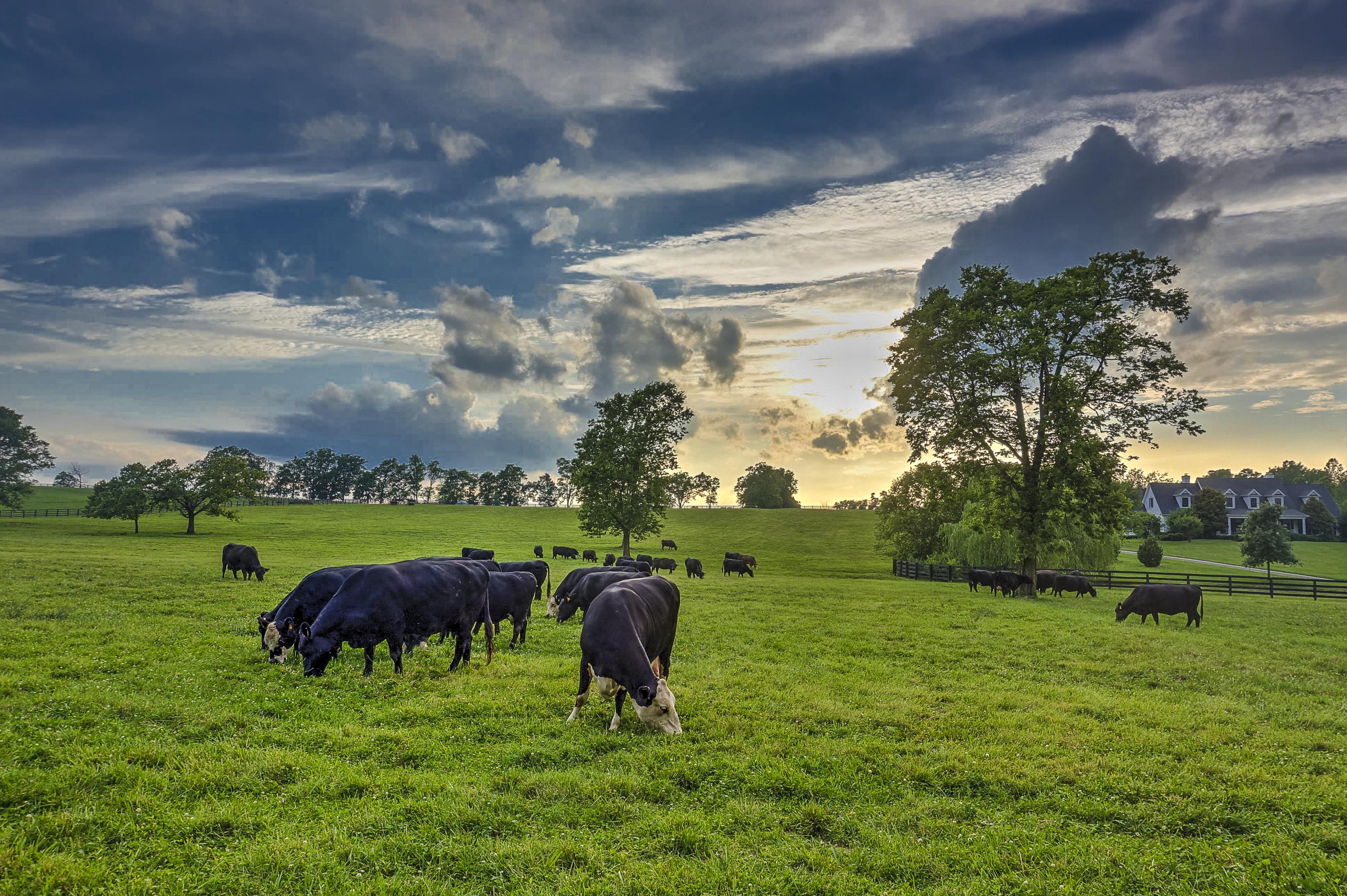 Cows graze on a Central Kentucky farm. Photo by Jimmy Henning, UK extension forage specialist.