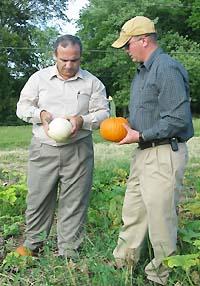 men with pumpkins