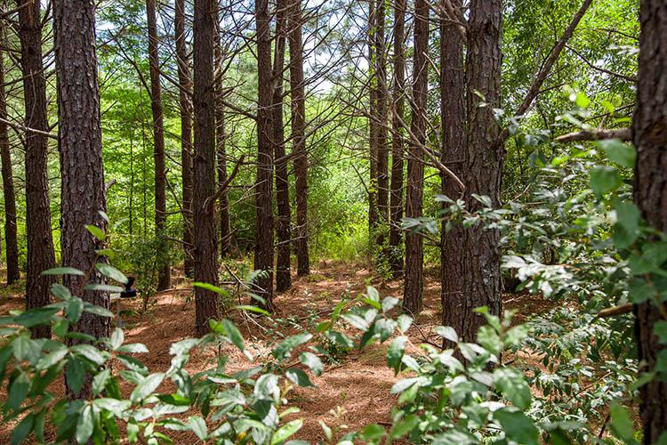 A grove of loblolly pine trees at Robinson Forest. Photo by Matt Barton, UK agricultural communications.