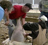 Kentucky producers at the 2000 Shearing school learned hands-on techniques.