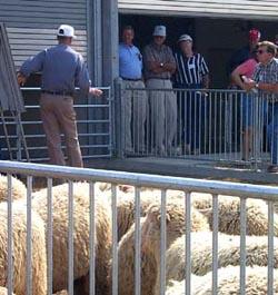 The sheep unit at the UK College of Agriculture's Animal Research Center has excellent teaching facilities.