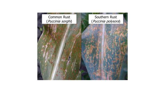 Common Rust vs Southern Rust