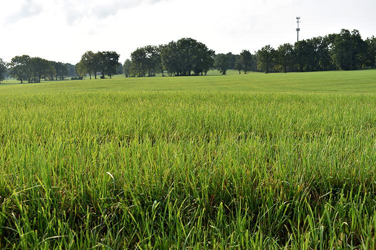 Thick, lush grasses grow in the newly renovated field at Spendthrift Farm. Next spring, the farm hopes to have horses grazing on it. Photo by Katie Pratt, UK agricultural communications.