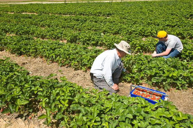 Strawberry harvest at Robinson Center in Quicksand 