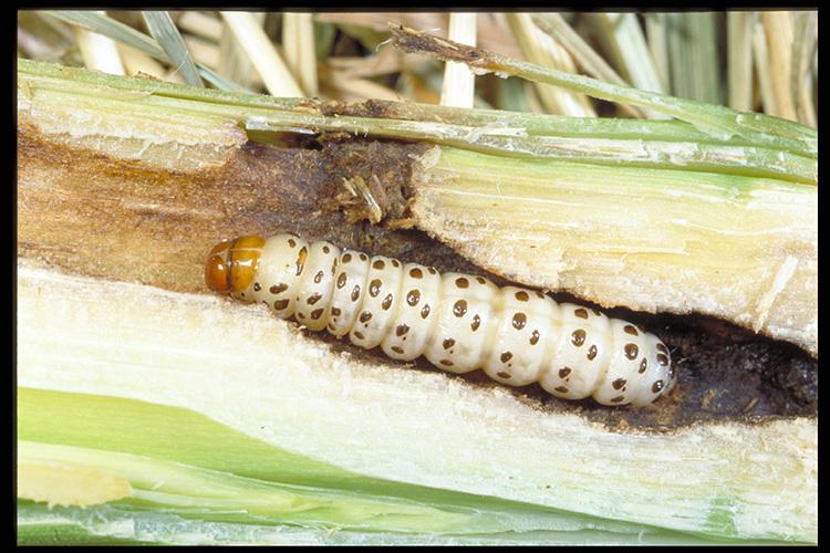 The southwestern corn borer is a serious pest of corn. Photo by Ric Bessin, UK entomologist.