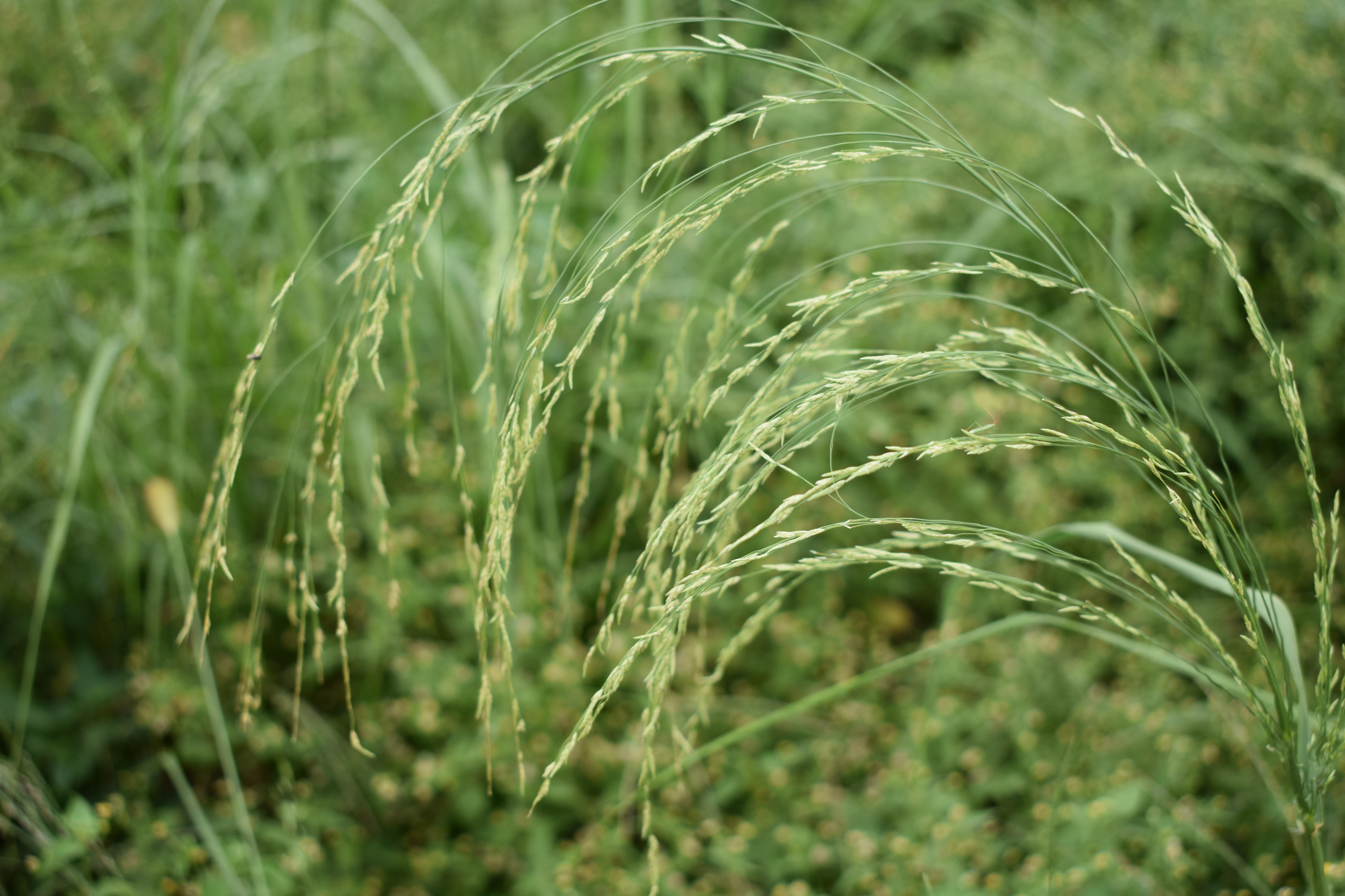 A variety of teff growing in Eric Luteyn's research plots. Photo by Katie Pratt, UK agricultural communications.